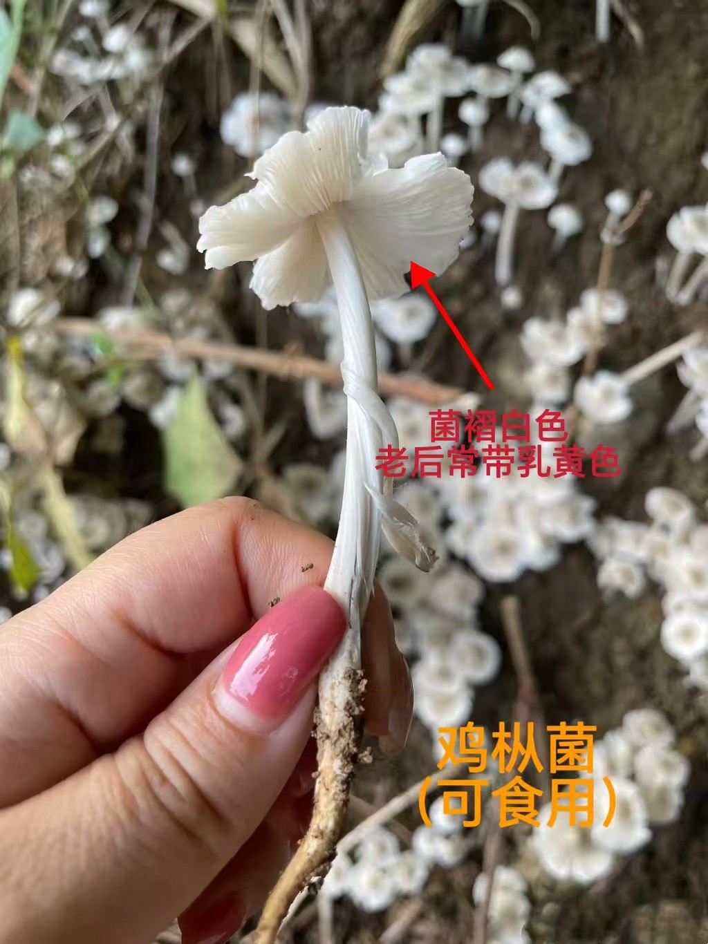 1760938530908831.jpg 1760938530908831.jpg