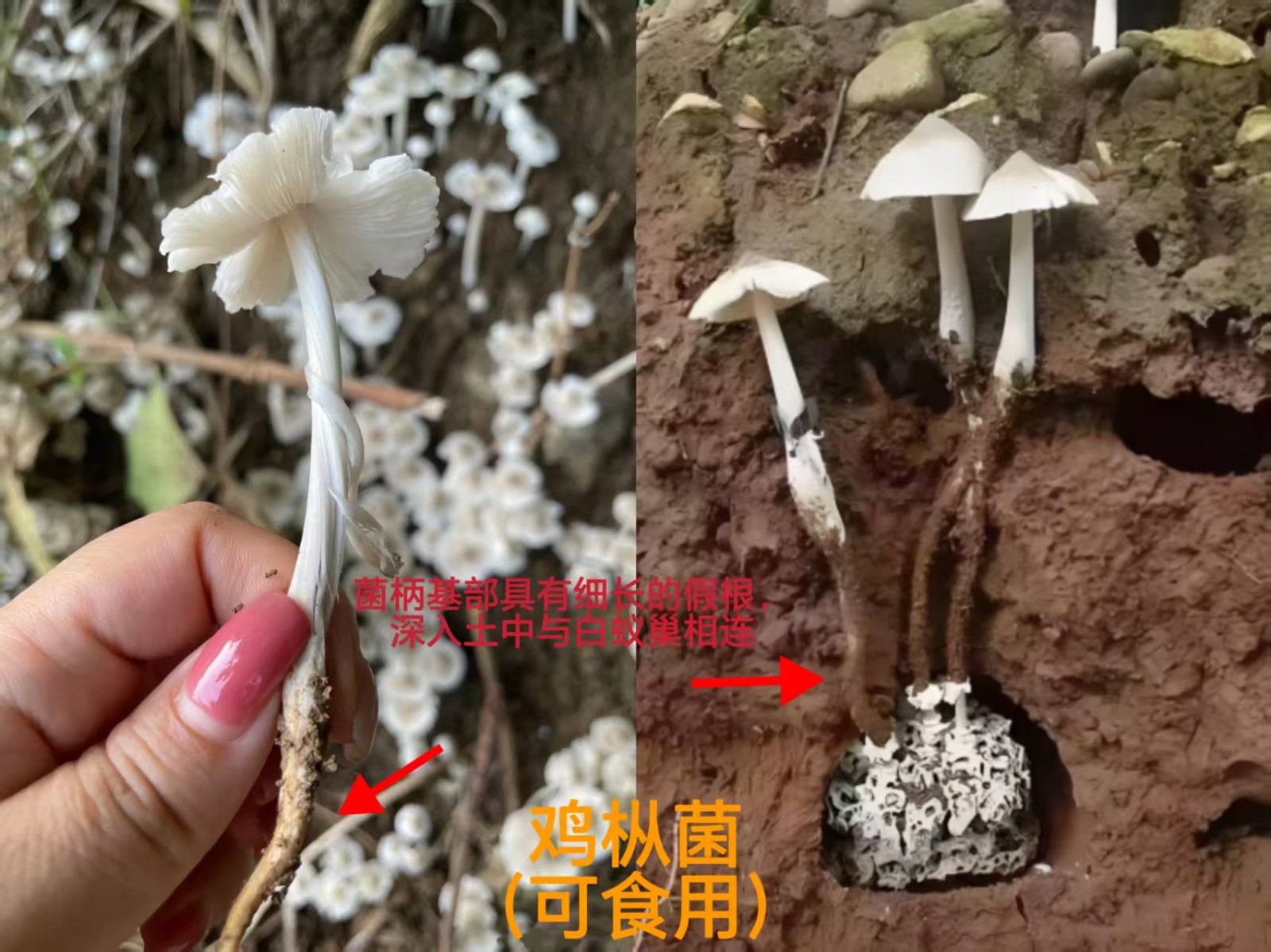 1760938626118862.jpg 1760938626118862.jpg